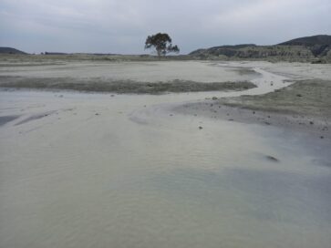 Lonely tree after the Jagersfontein mine tailings spill. Credit: MACUA