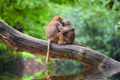 Credit: Rainforest Foundation Norway